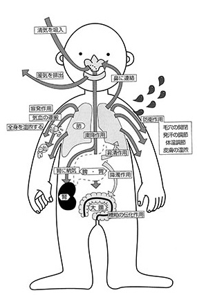 肺と大腸